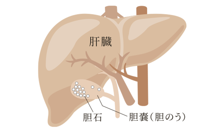 What is the gallbladder?