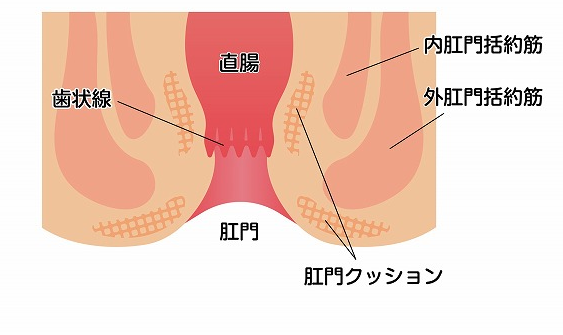 肛門の働き